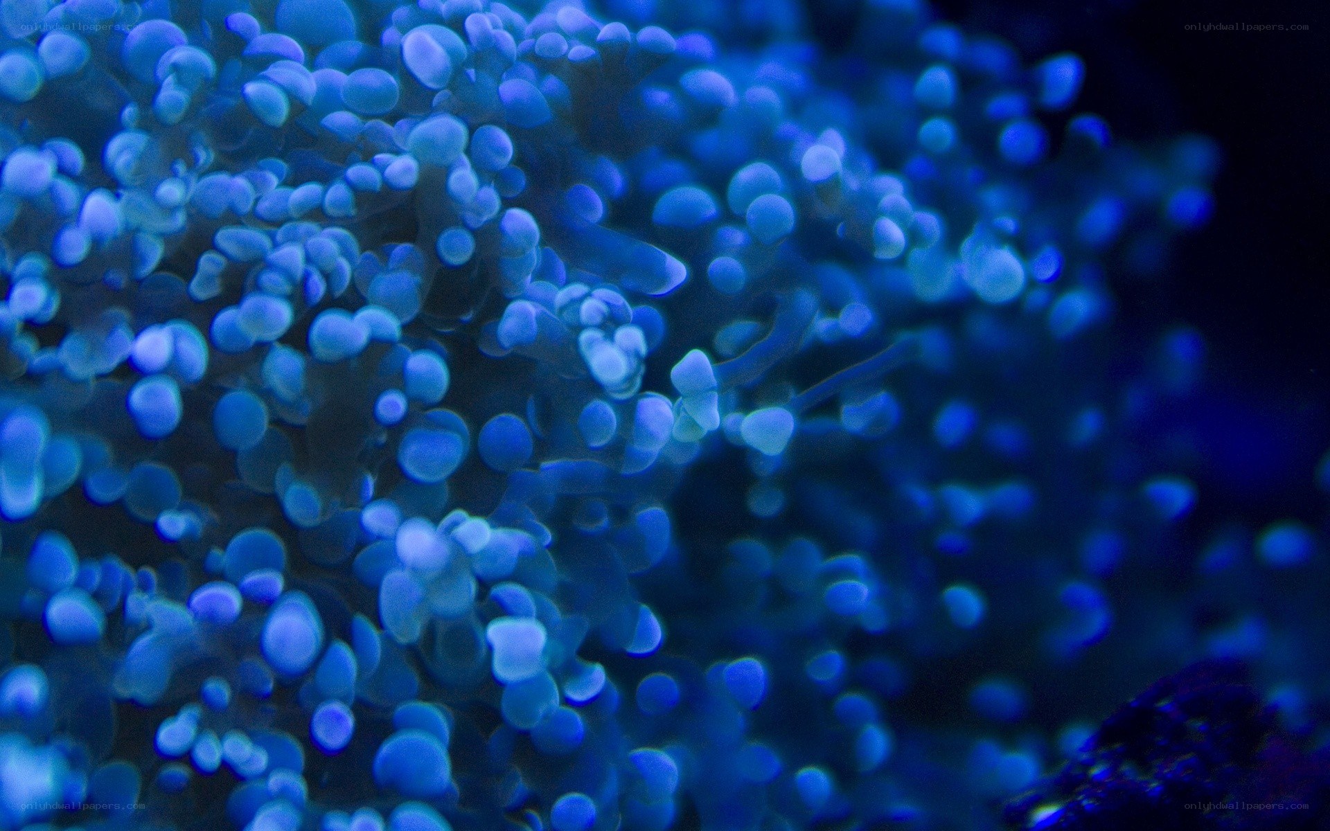 blue coral polyps under UV light