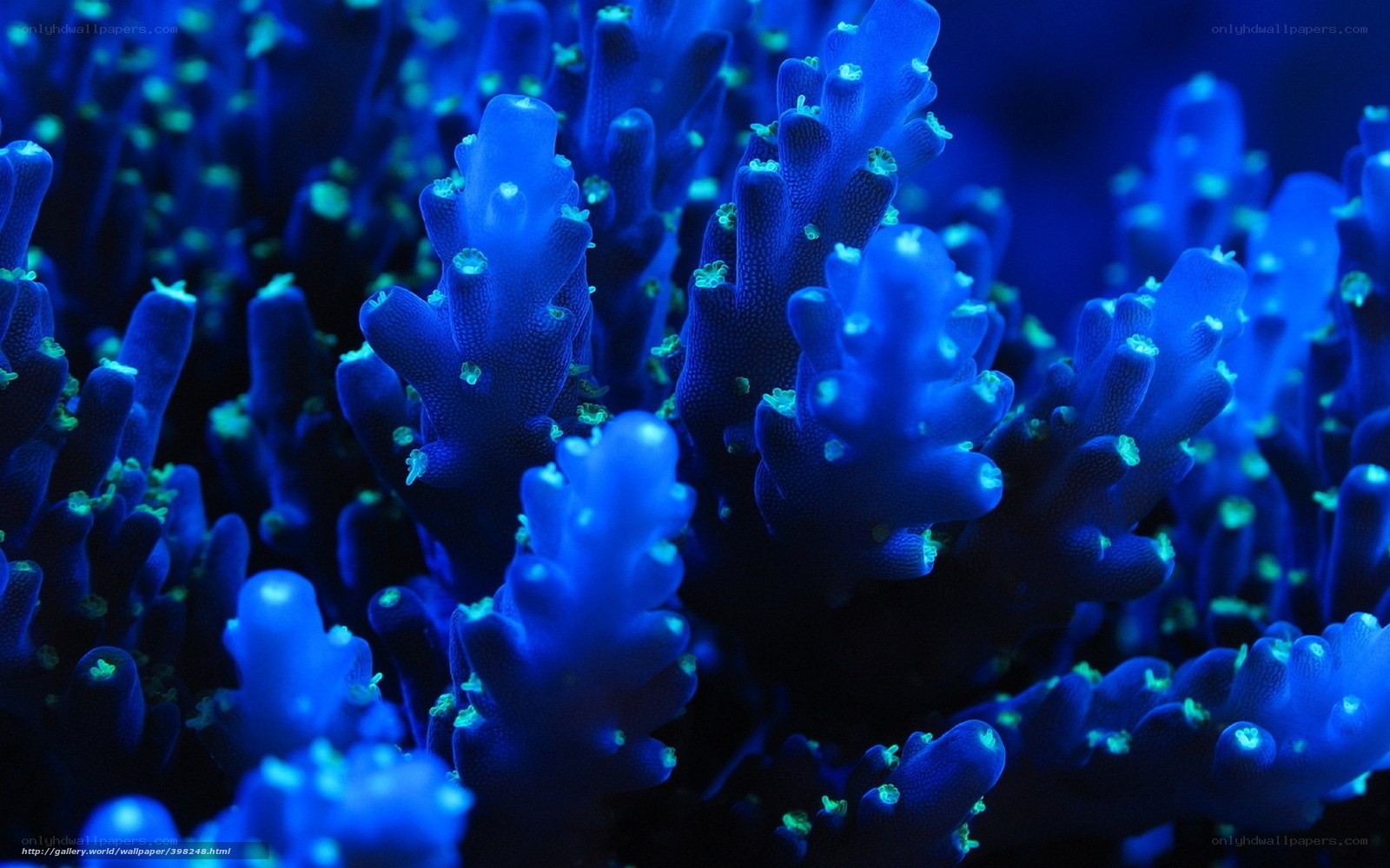 Blue coral polyps under UV light