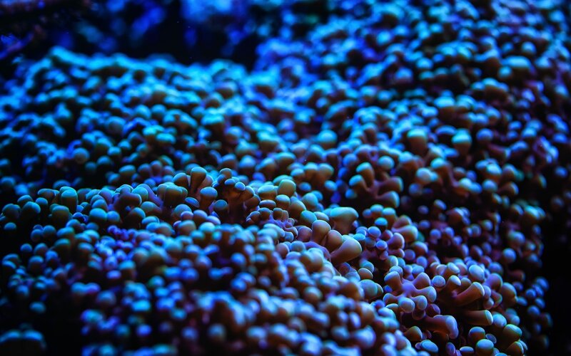 blue coral polyps underwater