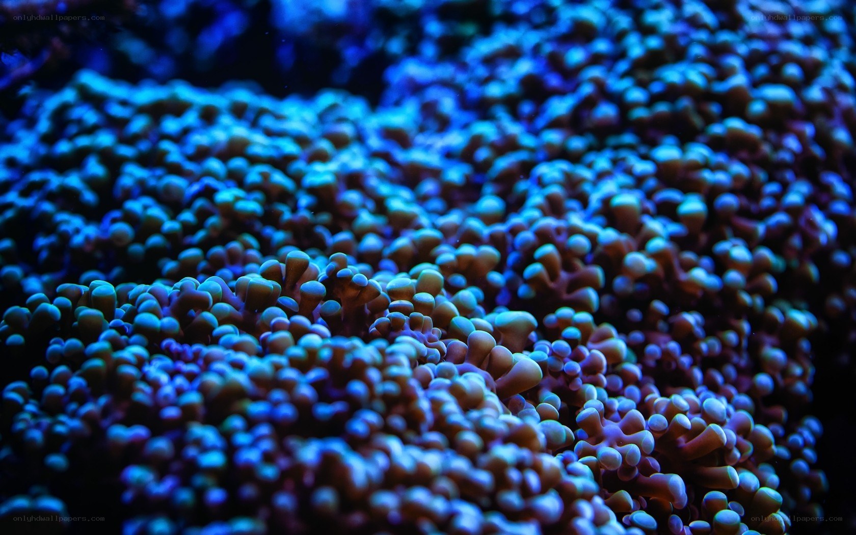 blue coral polyps underwater