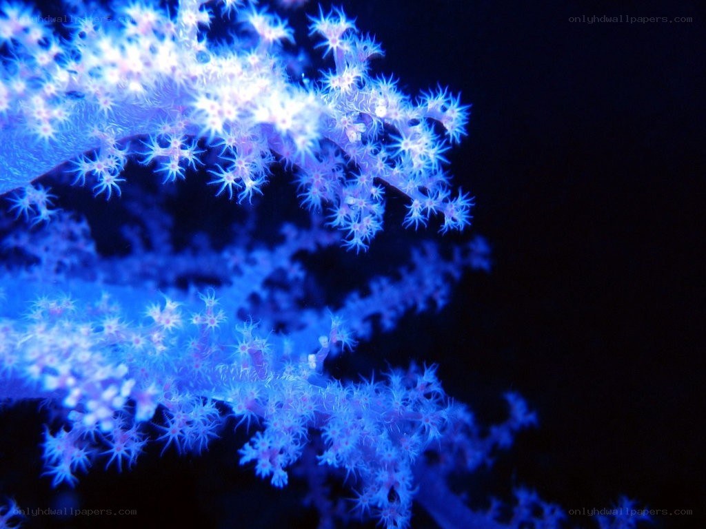blue coral under UV light
