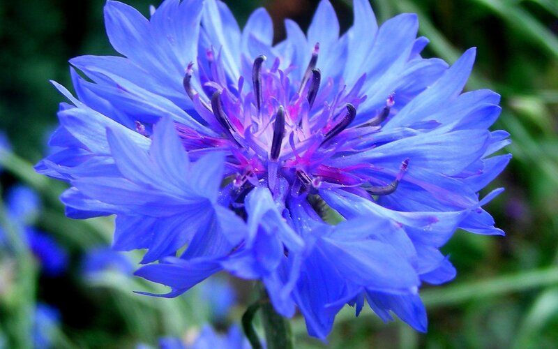 Blue Cornflower Bloom — Calm, Summer, Photograph, Green Leaves