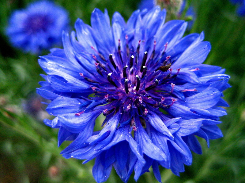 Blue Cornflower Bloom — Calm, Summer, Photograph