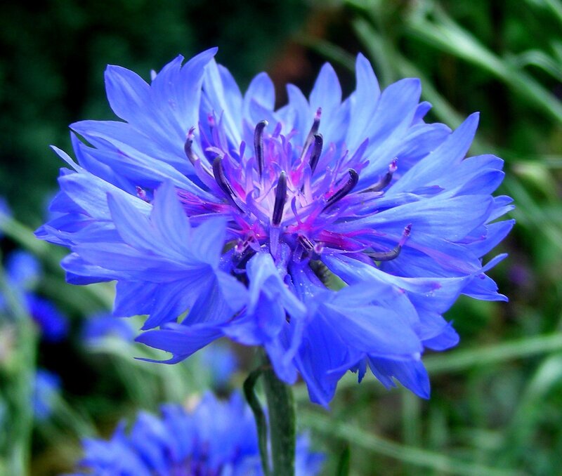 Blue Cornflower Bloom — Calm, Summer