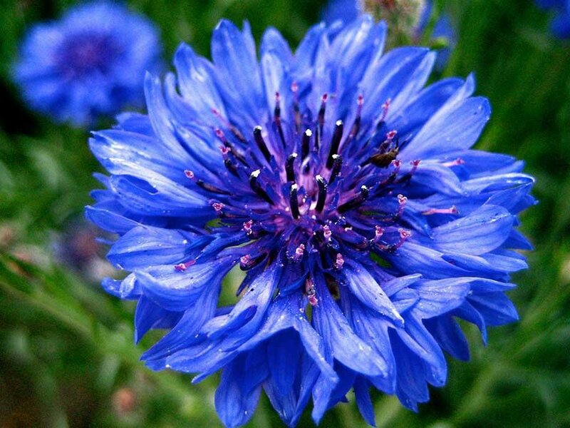 Blue Cornflower Bloom — Calm