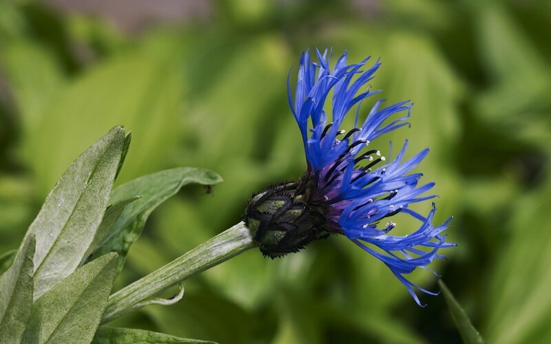Blue Cornflower Bloom — Natural, Summer