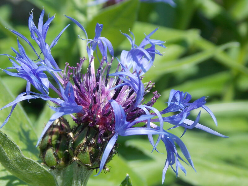 Blue Cornflower Bloom — Natural