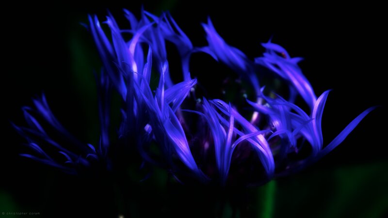 Blue Cornflower Bloom — Purple