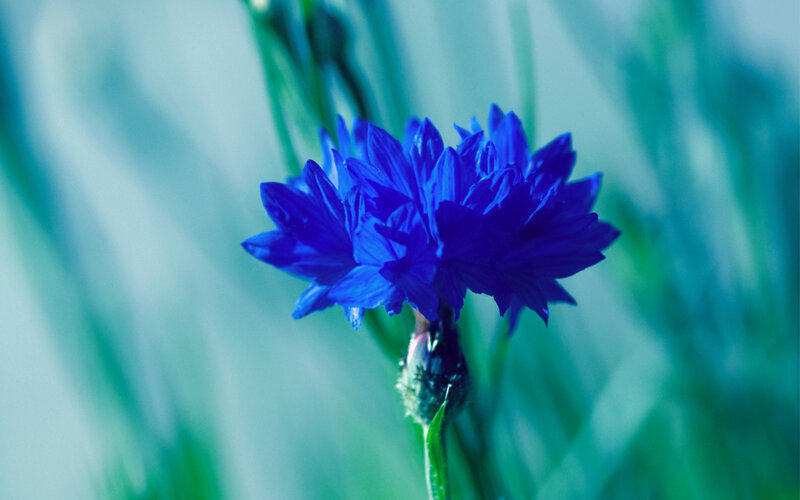 Blue Cornflower Bloom — Serene