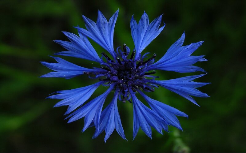 Blue Cornflower Bloom