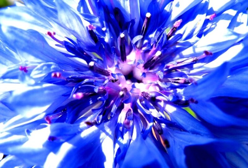 Blue Cornflower Bloom — Vibrant