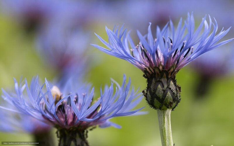 Blue Cornflower Blooms