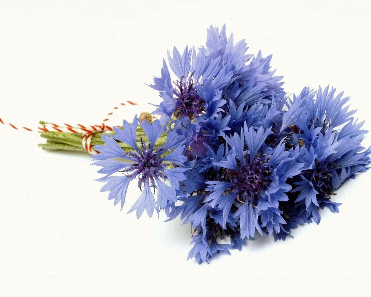 blue cornflower bouquet