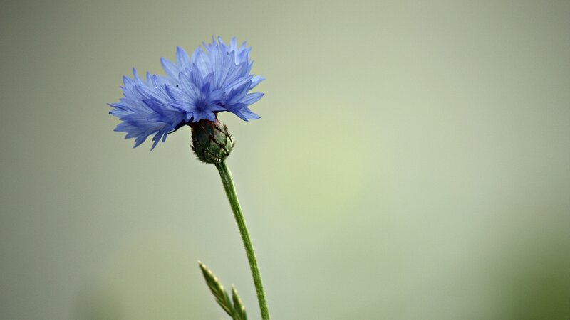 Blue Cornflower Flower — Serene, Photograph