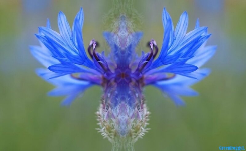 Blue Cornflower Flower