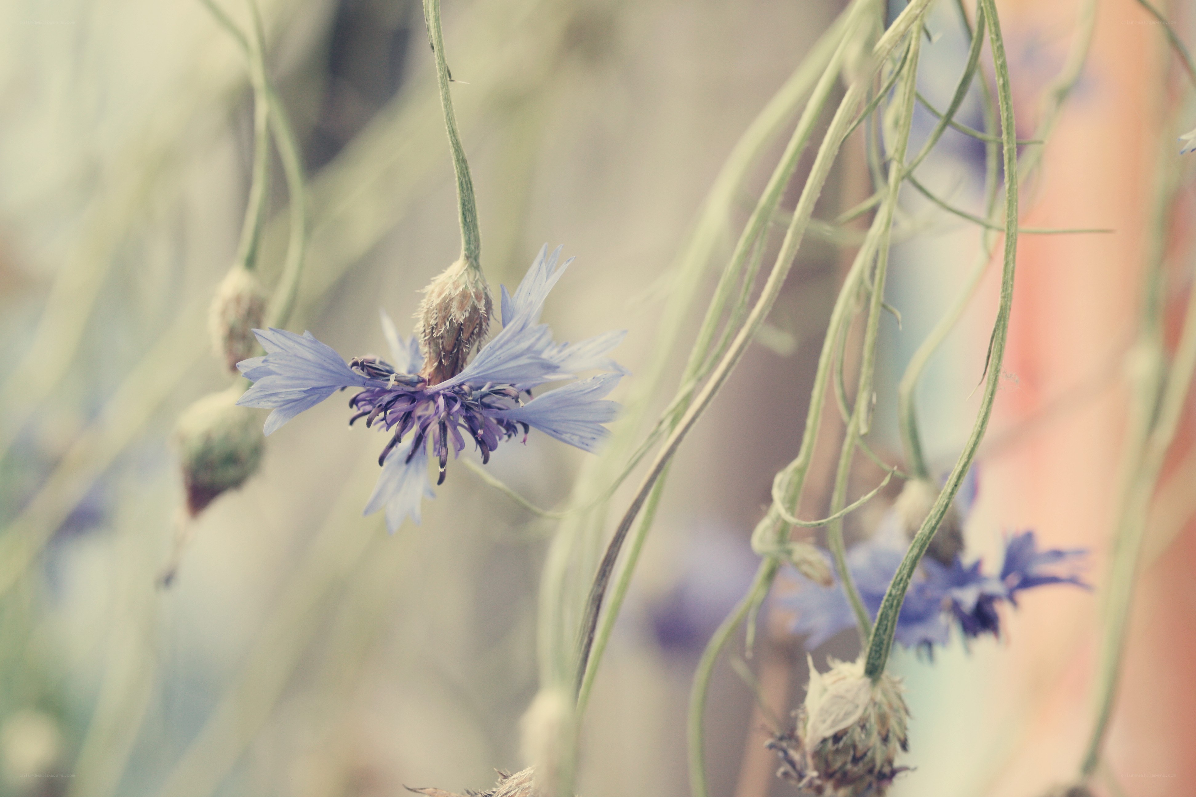 blue cornflower in a field