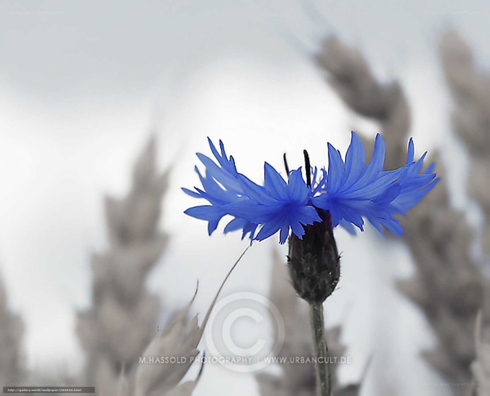 Blue cornflower in a field