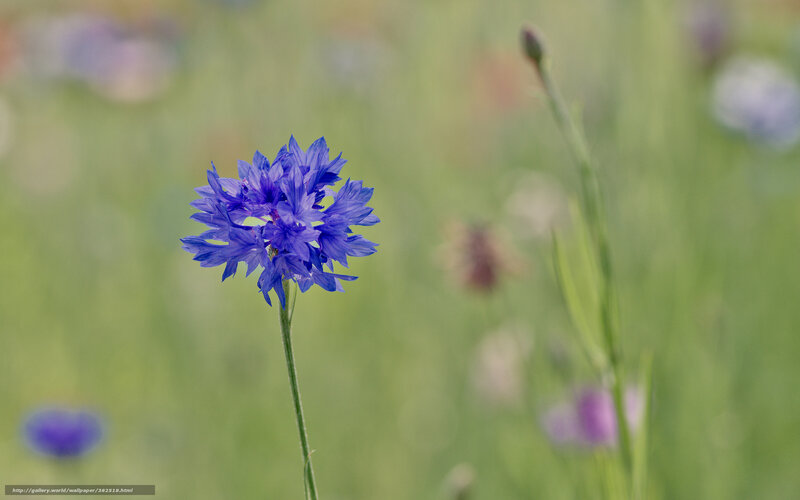 Blue cornflower in a meadow