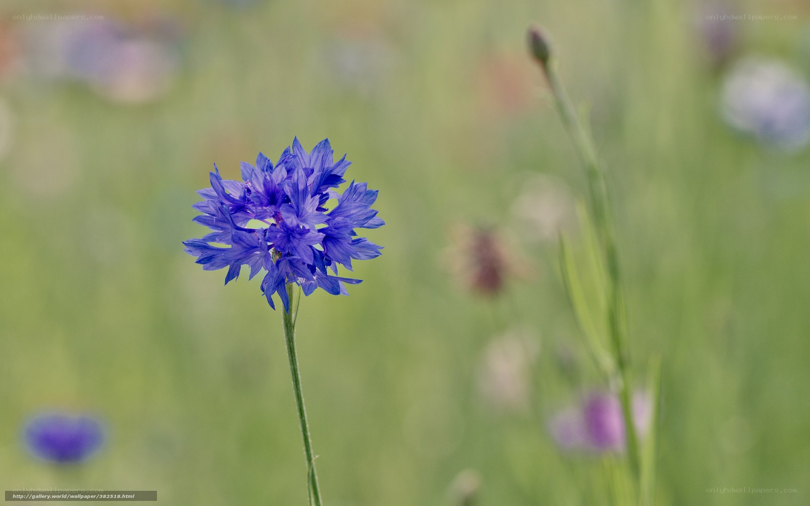 Blue cornflower in a meadow