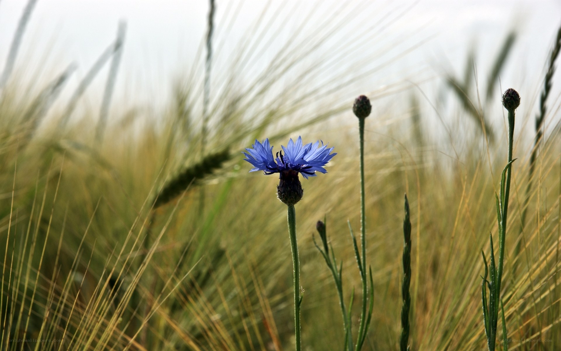 Blue cornflower in a wheat field