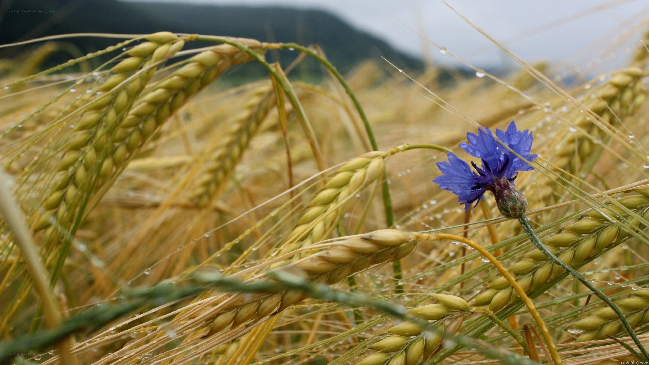 Blue cornflower in a wheat field