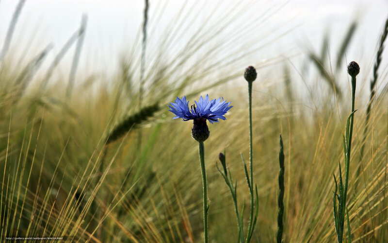 Blue cornflower in a wheat field