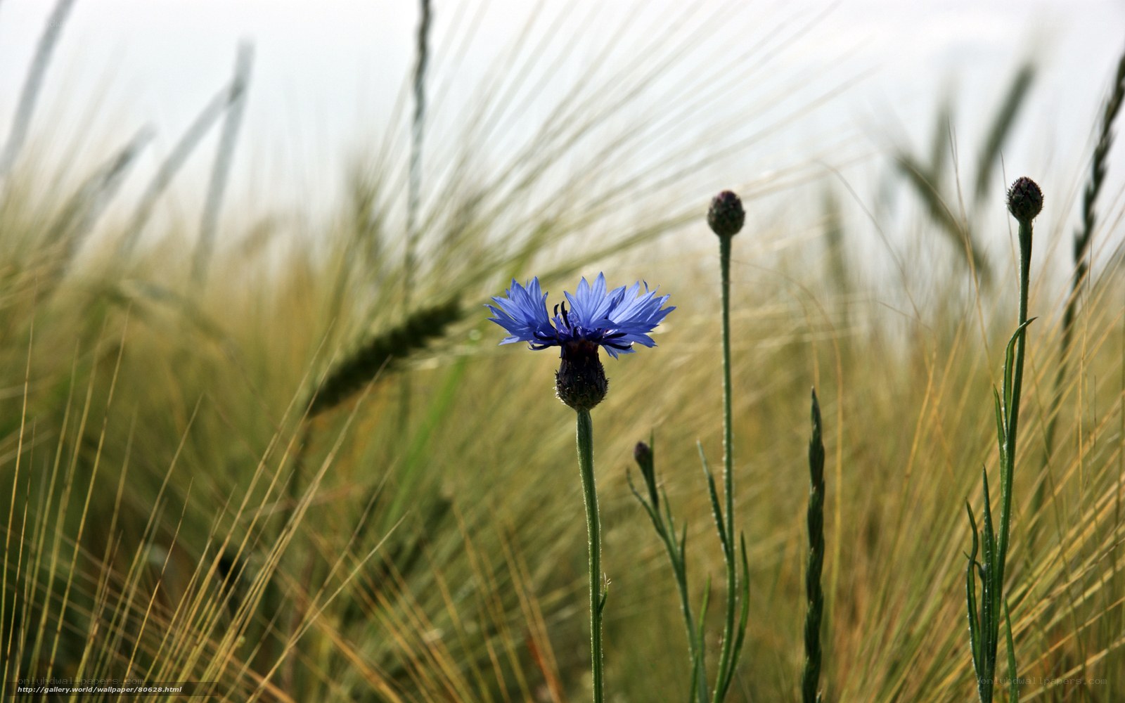 Blue cornflower in a wheat field