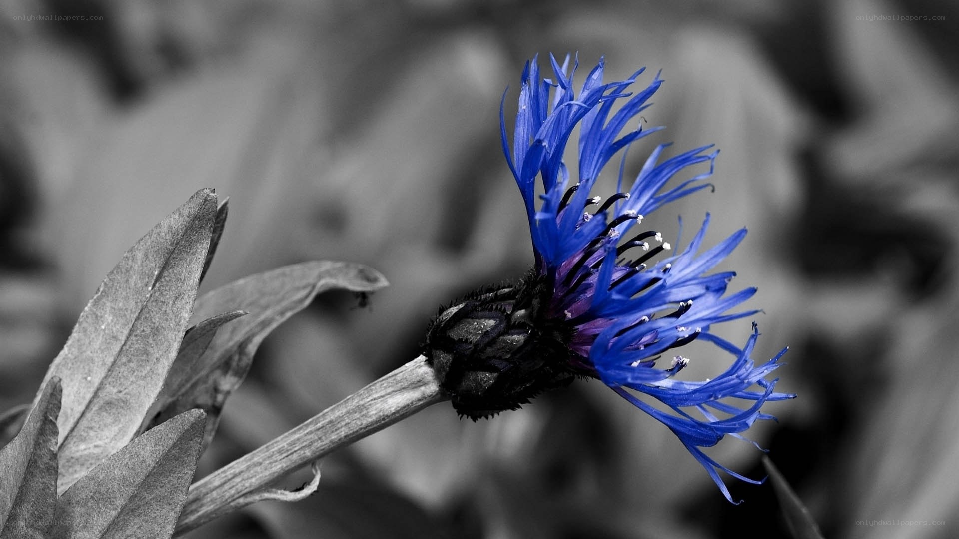 blue cornflower in black and white