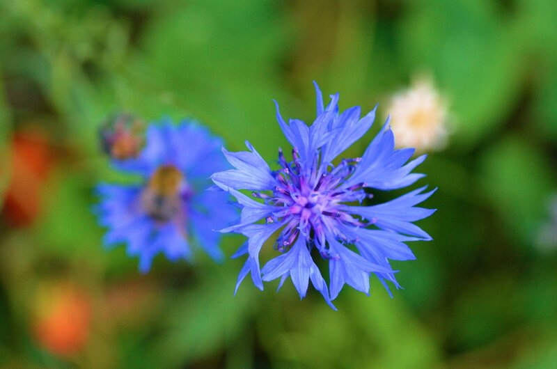 Blue Cornflower in Bloom — Calm