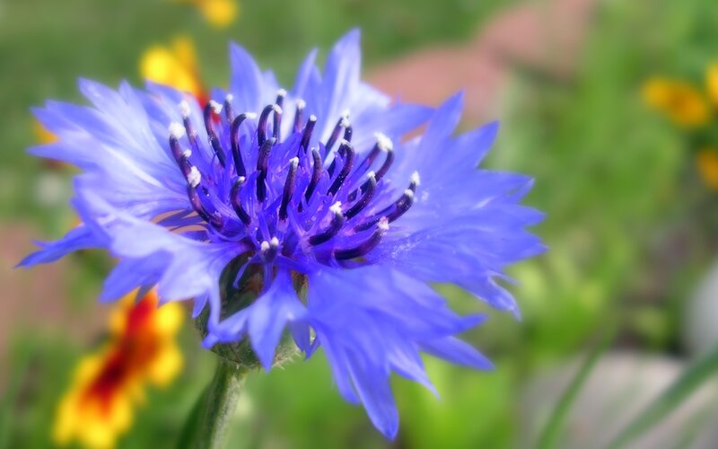 Blue Cornflower in Bloom — Serene