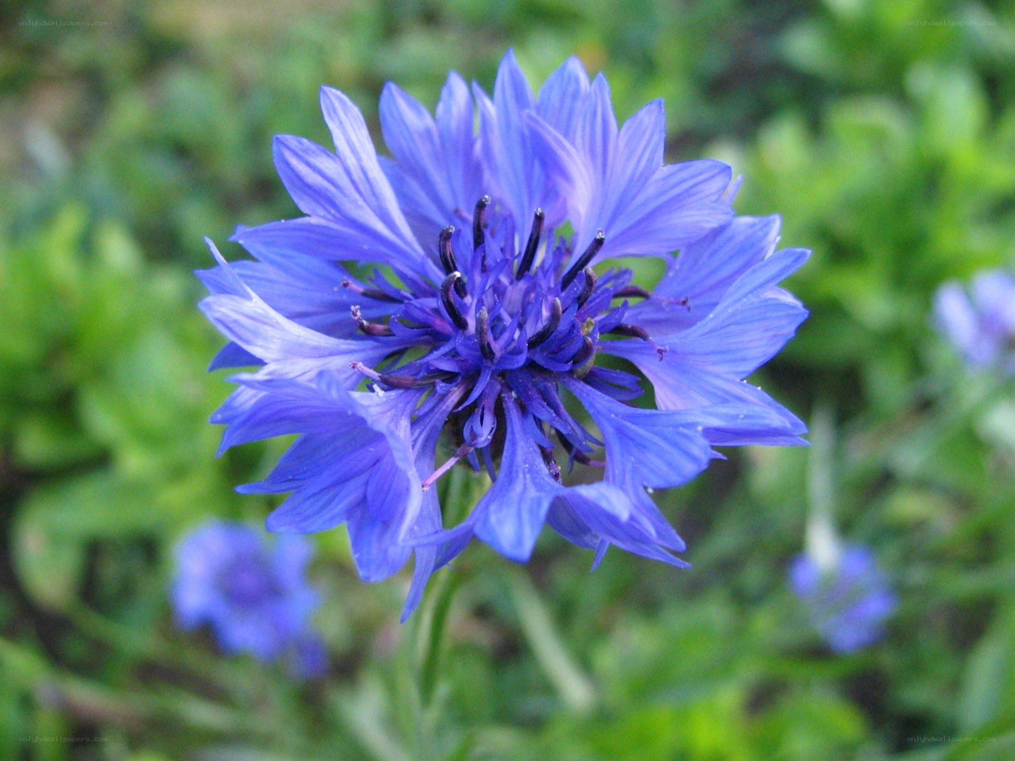 blue cornflower in bloom