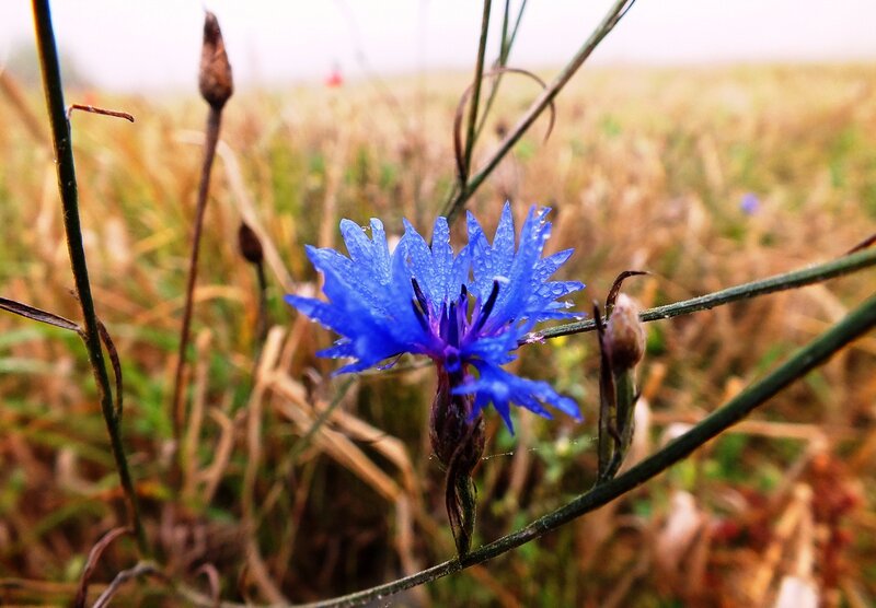 Blue Cornflower in Field — Calm