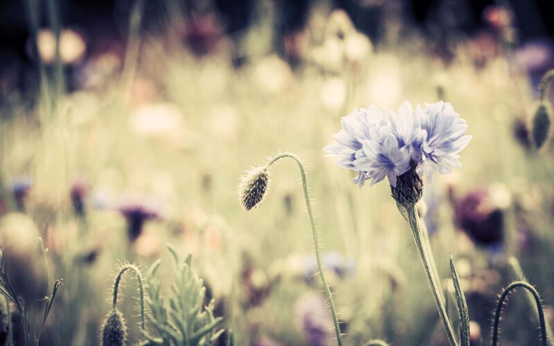 Blue Cornflower in Field — Serene, Afternoon, Photograph, Bud