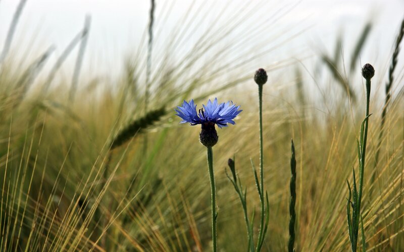 Blue Cornflower in Field — Serene, Afternoon, Photograph