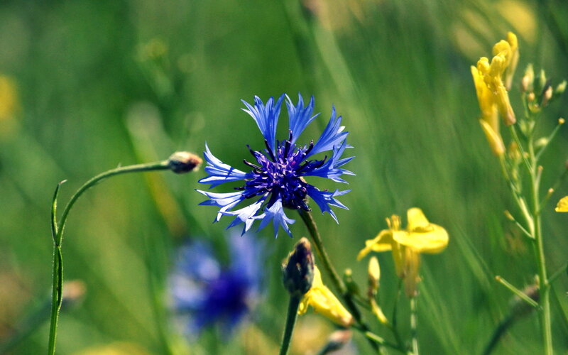 Blue Cornflower in Field — Serene, Afternoon
