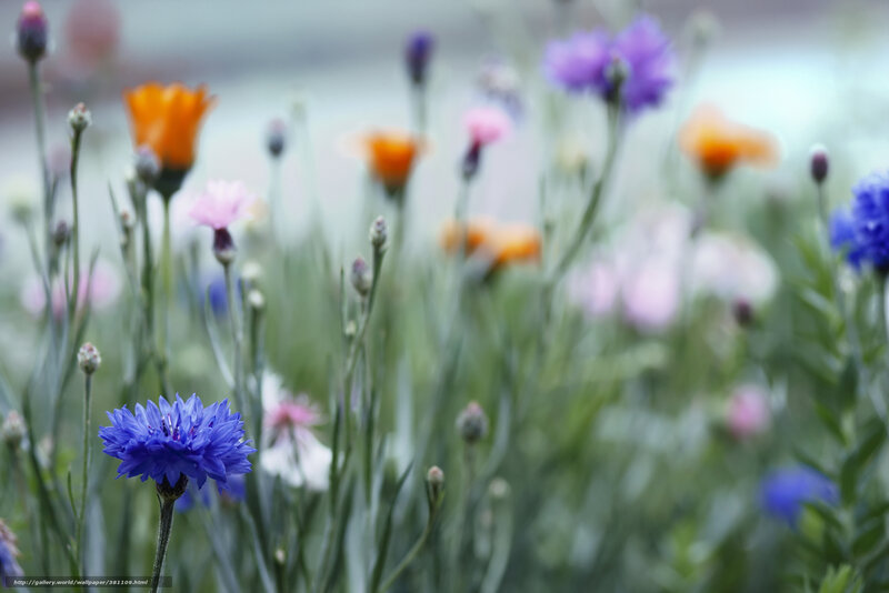 Blue Cornflower in Field — Serene, Spring, Photograph