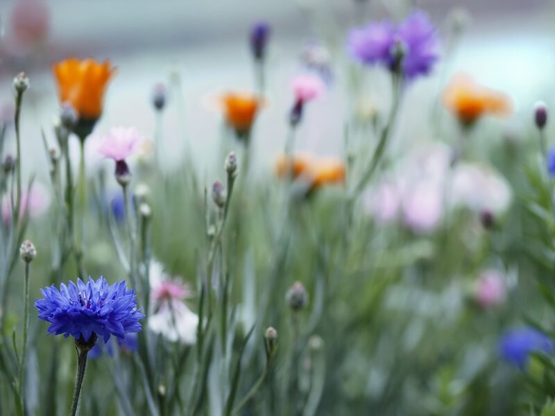 Blue Cornflower in Field — Serene, Spring