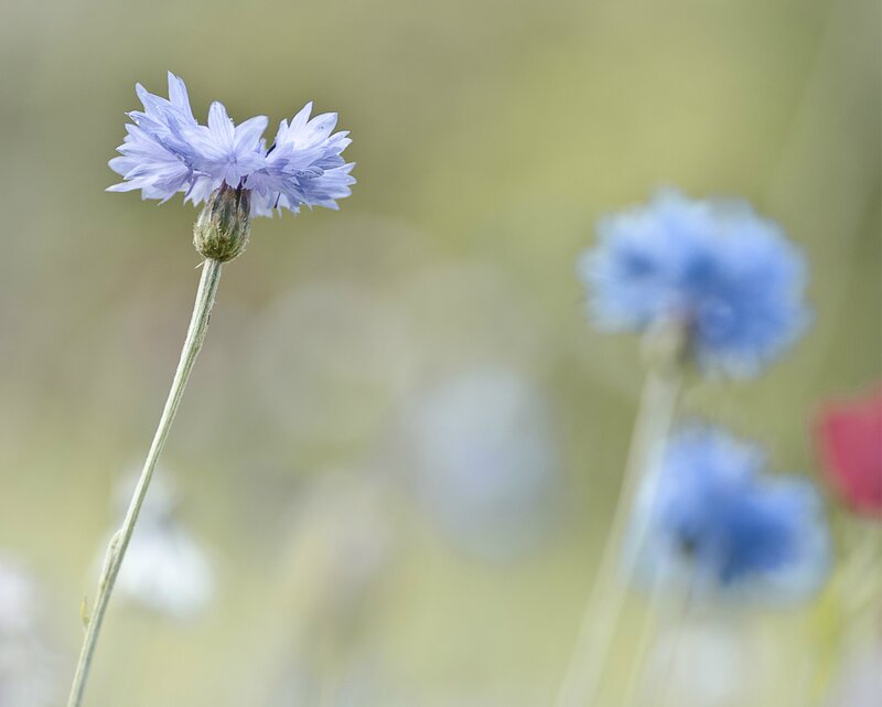 Blue Cornflower in Field — Serene, Summer, Photograph, Greenery