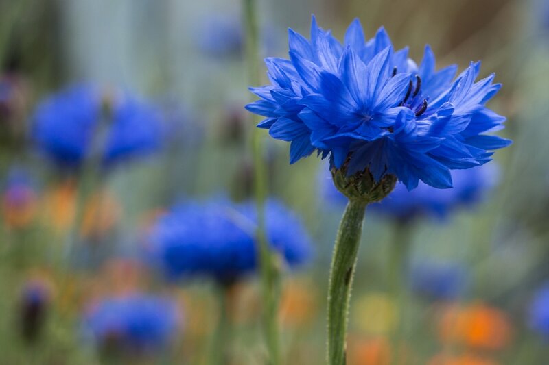 Blue Cornflower in Field — Serene, Summer, Photograph, Stem