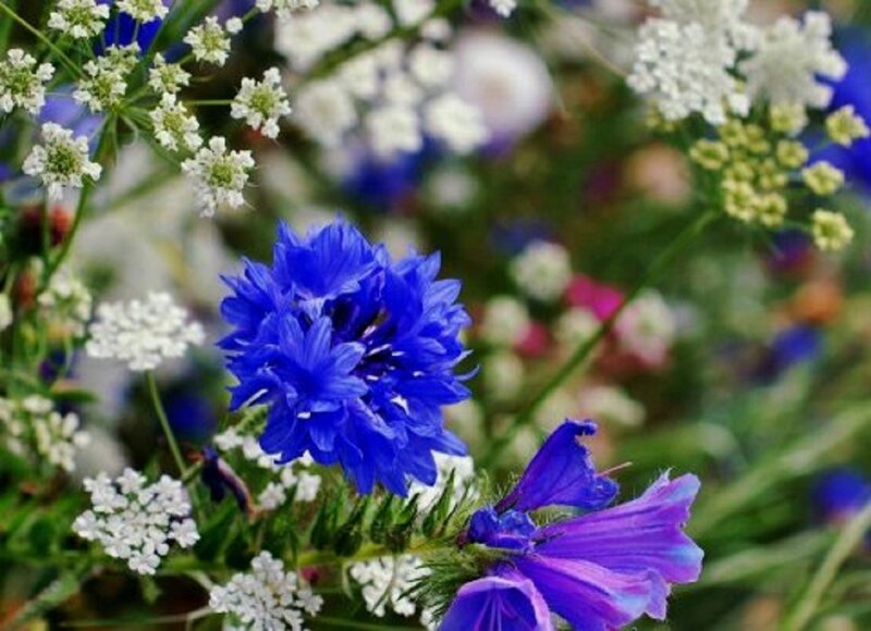 Blue Cornflower in Field — Serene, Summer, Photograph