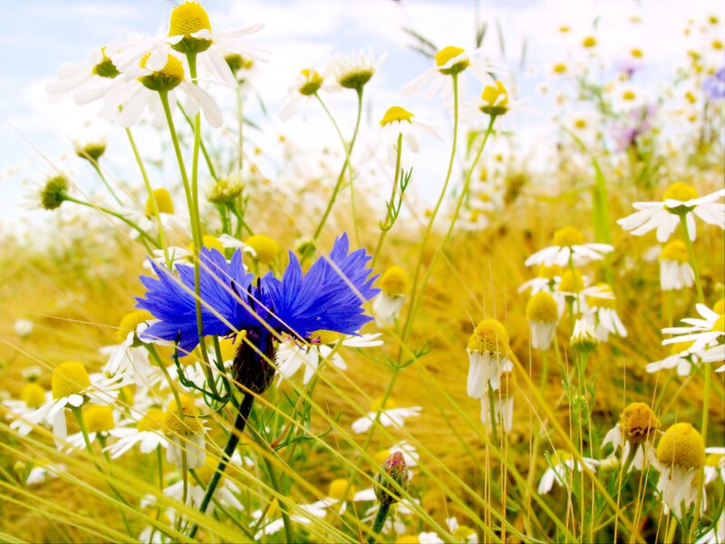 Blue Cornflower in Field — Serene, Summer