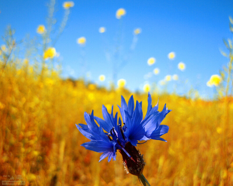 Blue Cornflower in Field — Serene