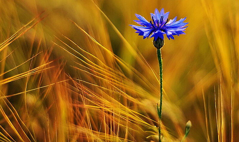 Blue Cornflower in Field