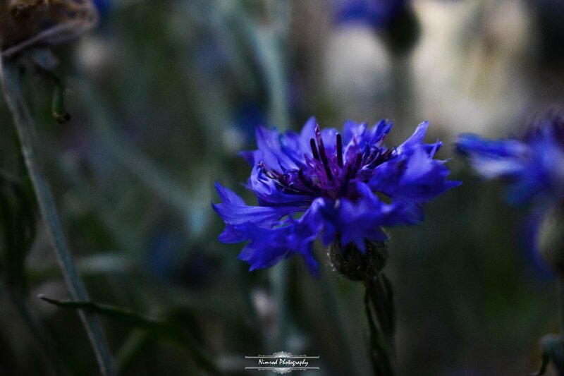 Blue Cornflower in Focus — Calm
