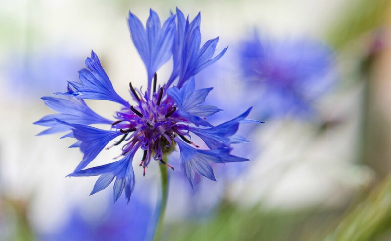 Blue Cornflower in Focus — Serene