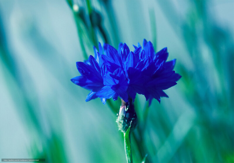 blue cornflower in focus