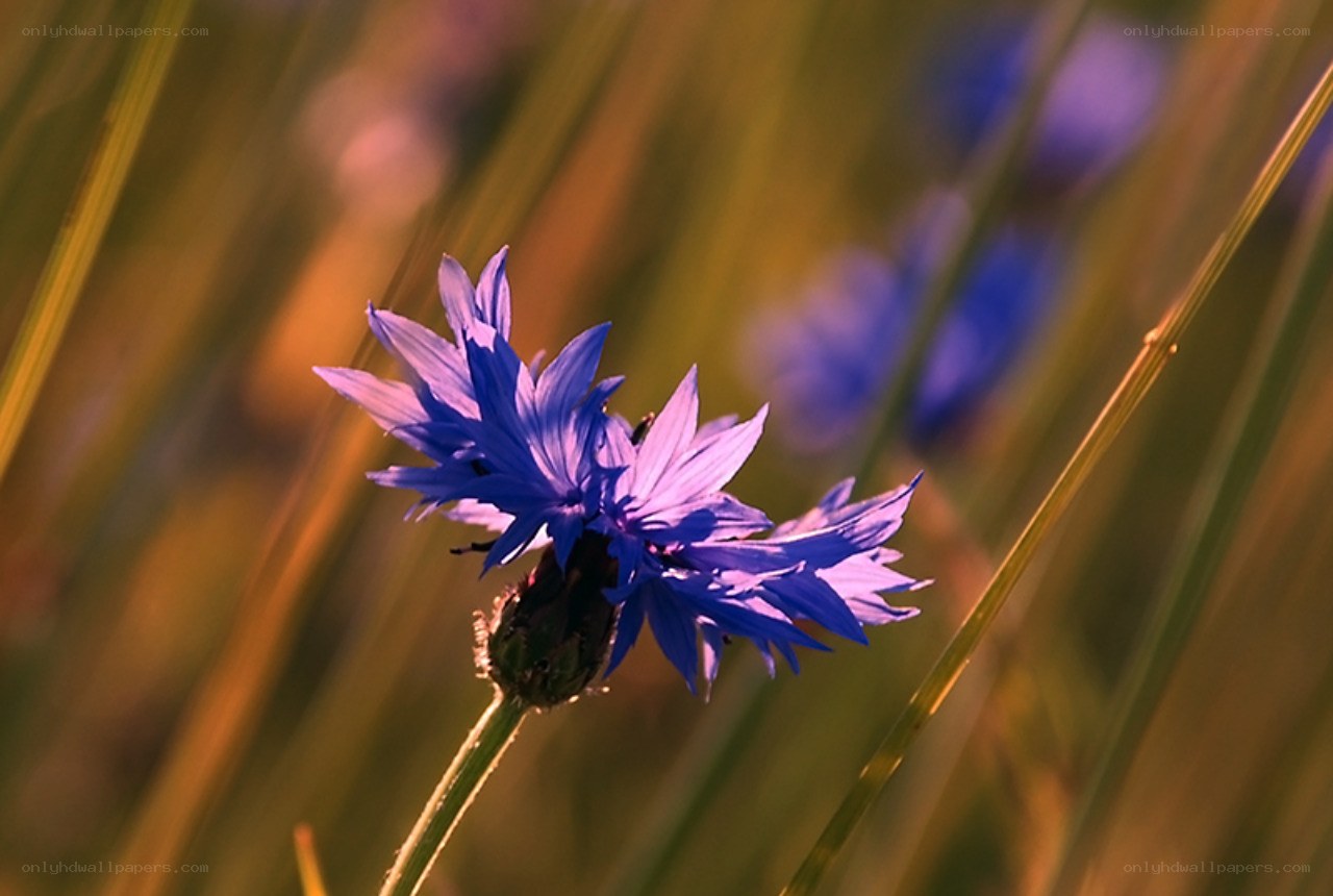 blue cornflower in golden light