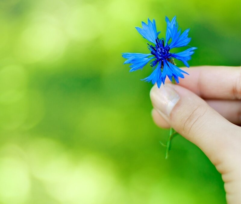 Blue Cornflower in Hand