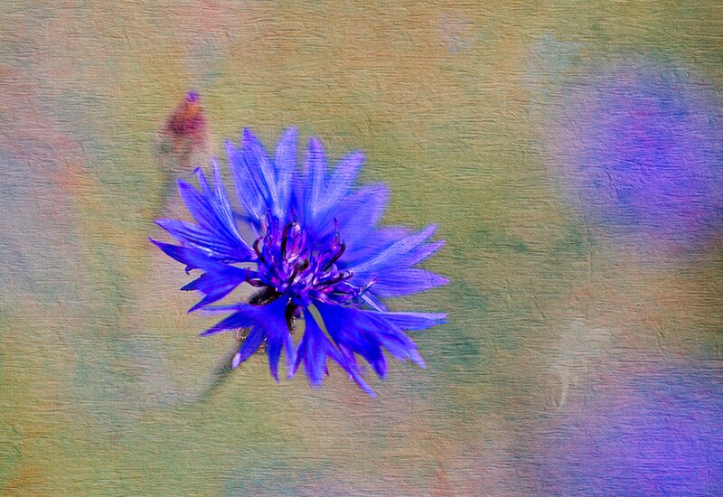 Blue Cornflower — Purple