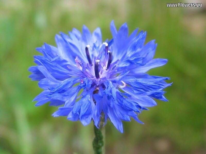 Blue Cornflower